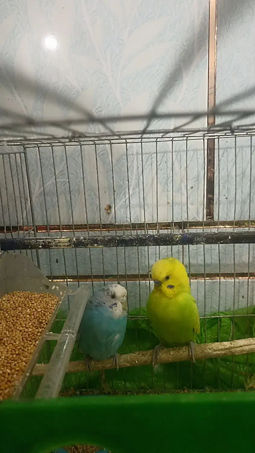 مرغ عشق|پرنده|اهواز, کوی مندلی(سه راه خرمشهر)|دیوار