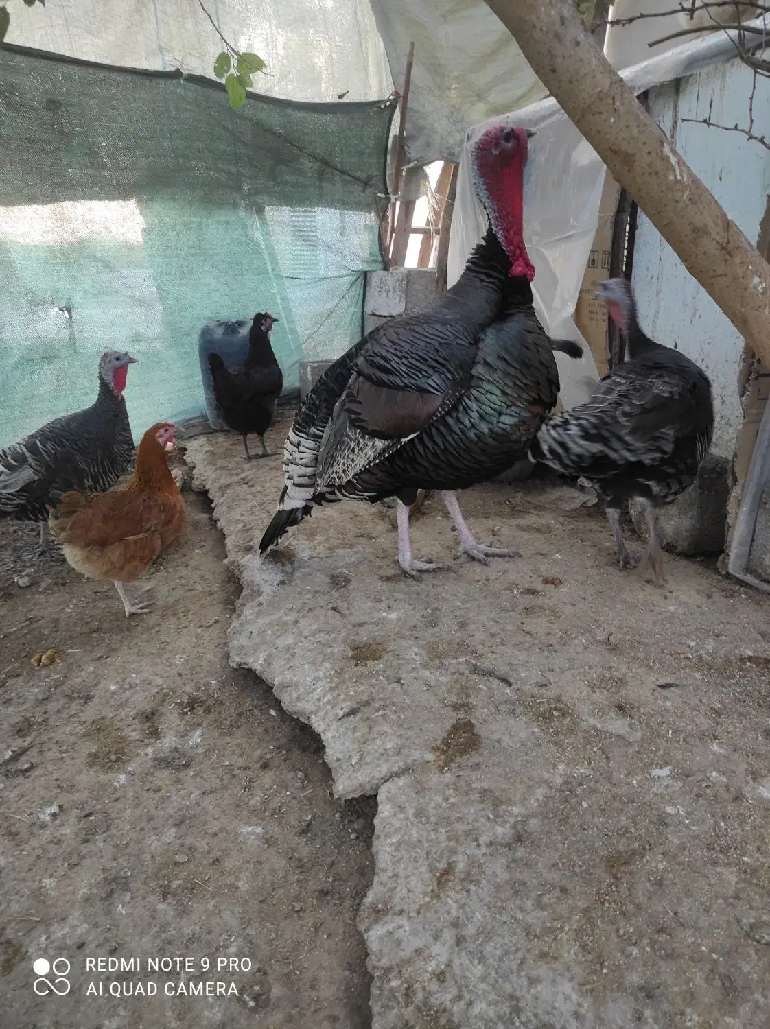 بوقلمون نر سنگین|حیوانات مزرعه|بندر گناوه, |دیوار