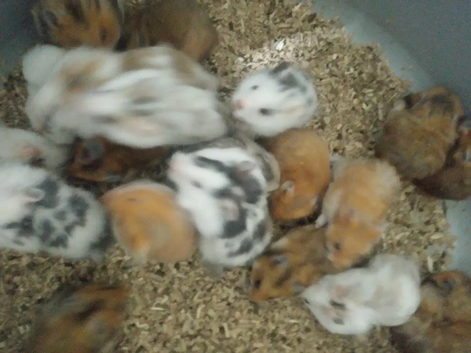 بچه همستر و همستر بالغ سالم و سرحال|موش و خرگوش|سنندج, |دیوار