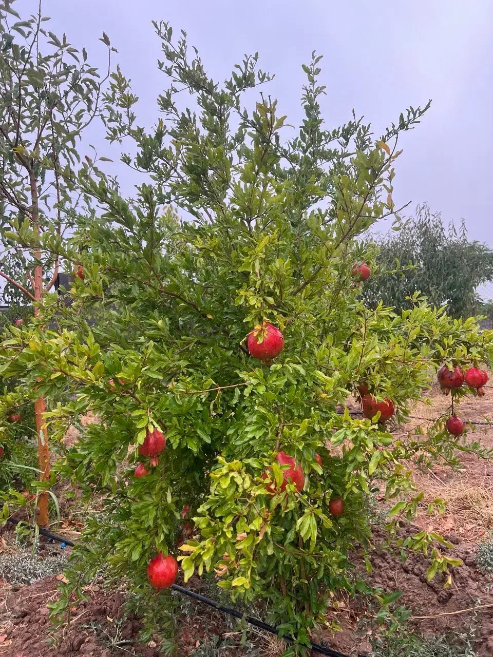 باغ بادام با درختان ۳ ساله جنب کافه و باشگاه اسب|فروش زمین و ملک کلنگی|شهریار, شهریار|دیوار
