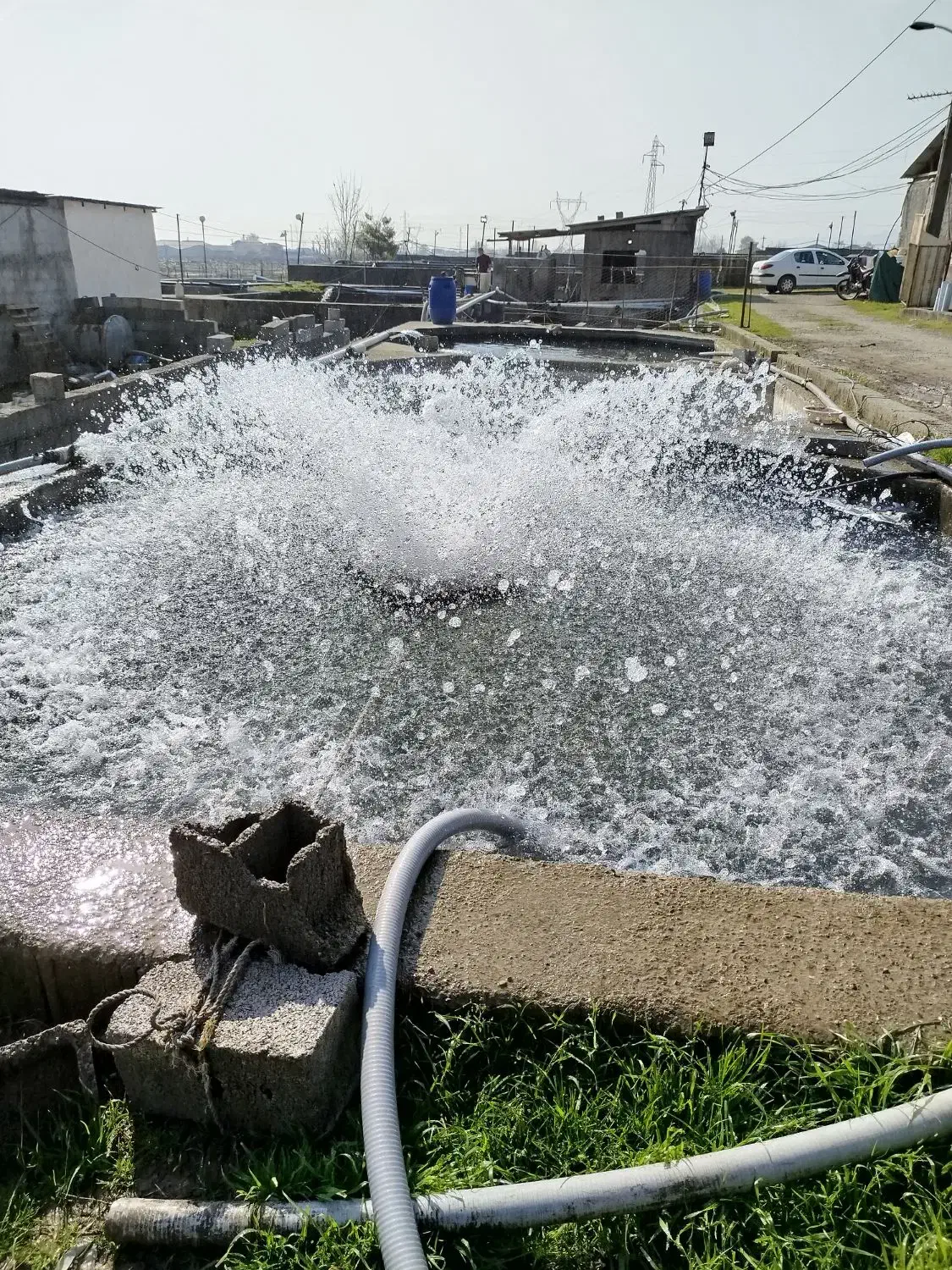 قزل آلا زنده ماهی سردابی|ماهی|تالش, هشتپر|دیوار