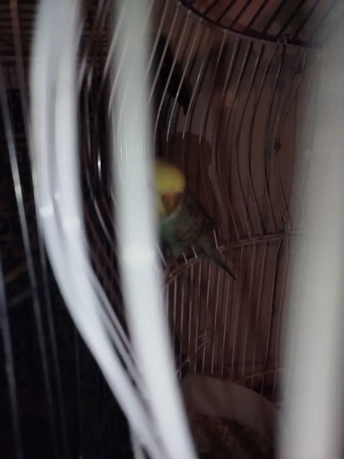 عروس هلندی ،مرغ عشق جفت|پرنده|ساوه, |دیوار