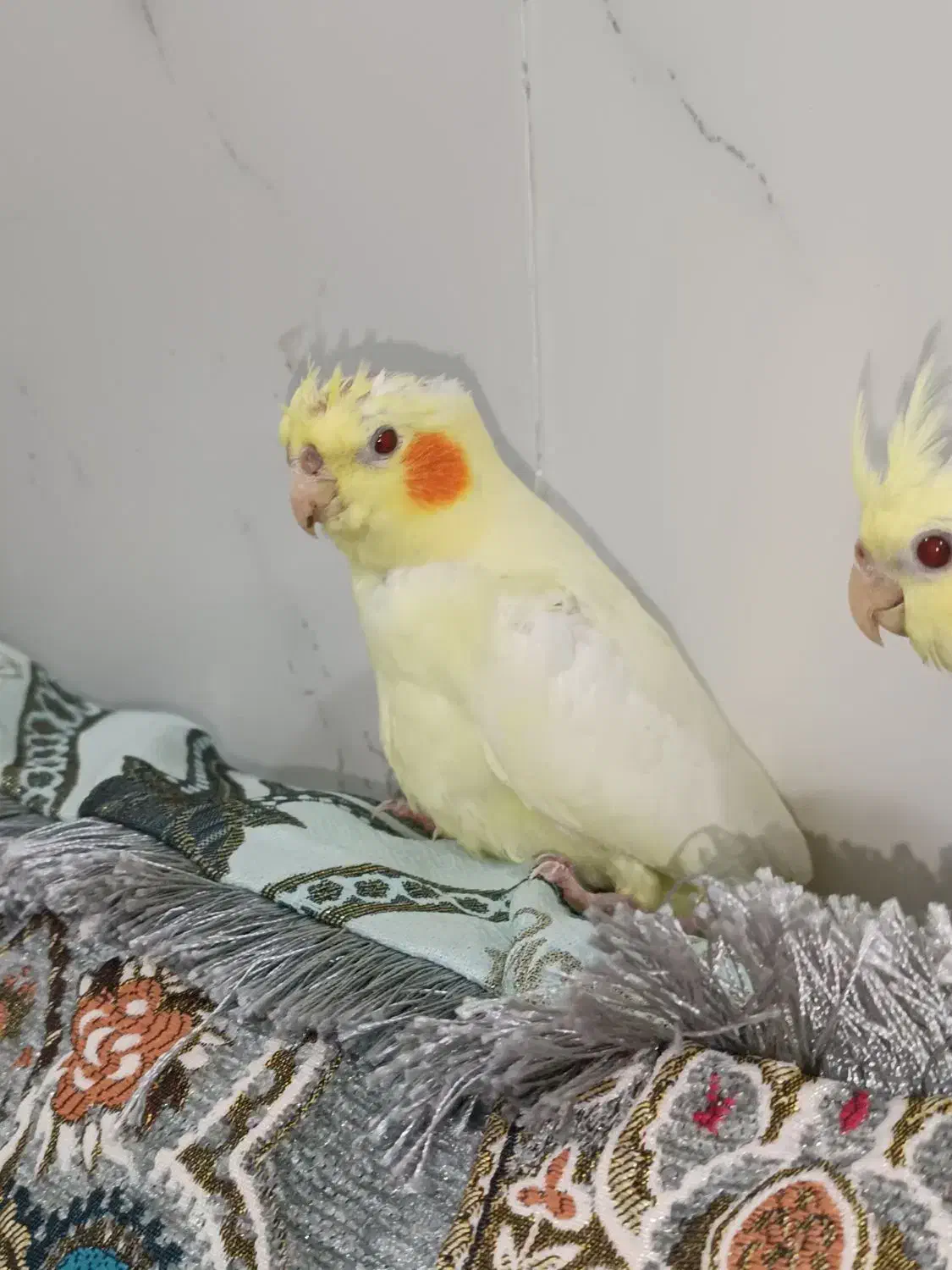 جوجه عروس هلندی|پرنده|بندرعباس, |دیوار