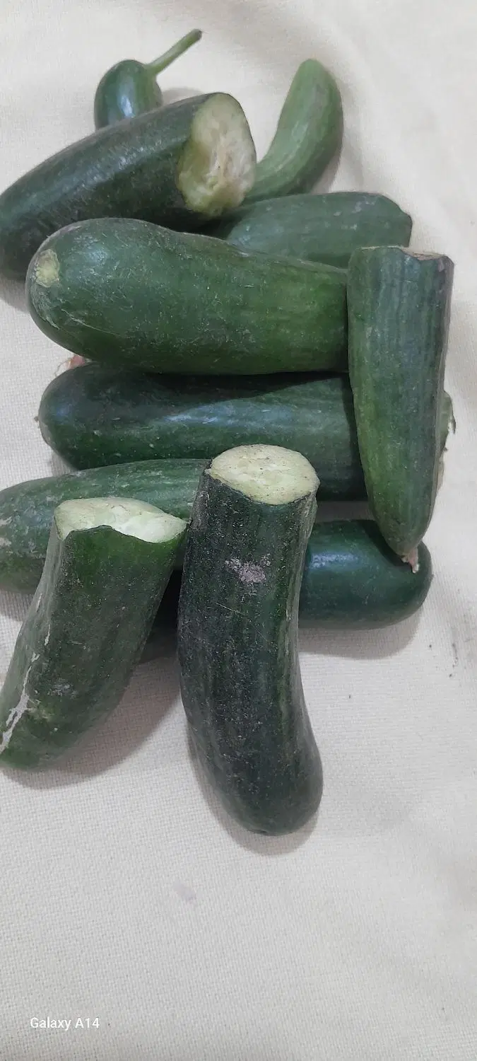 خیار|خوردنی و آشامیدنی|نیشابور, مازول|دیوار