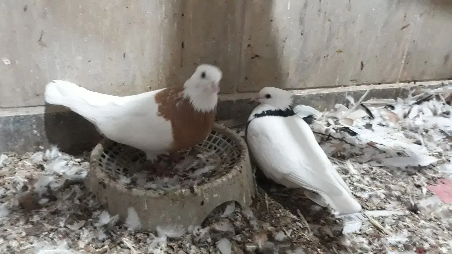 کفتر|پرنده|بندرلنگه, |دیوار