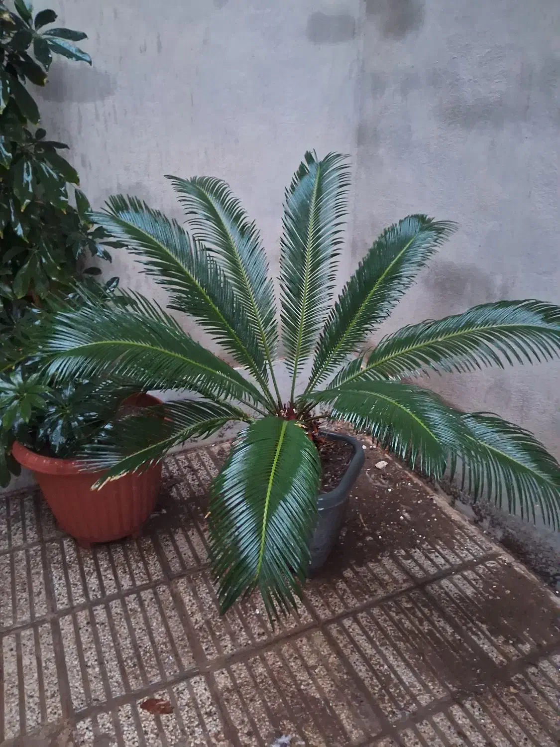 سیکاس بزرگ|گل و گیاه طبیعی|نیشابور, دارایی|دیوار