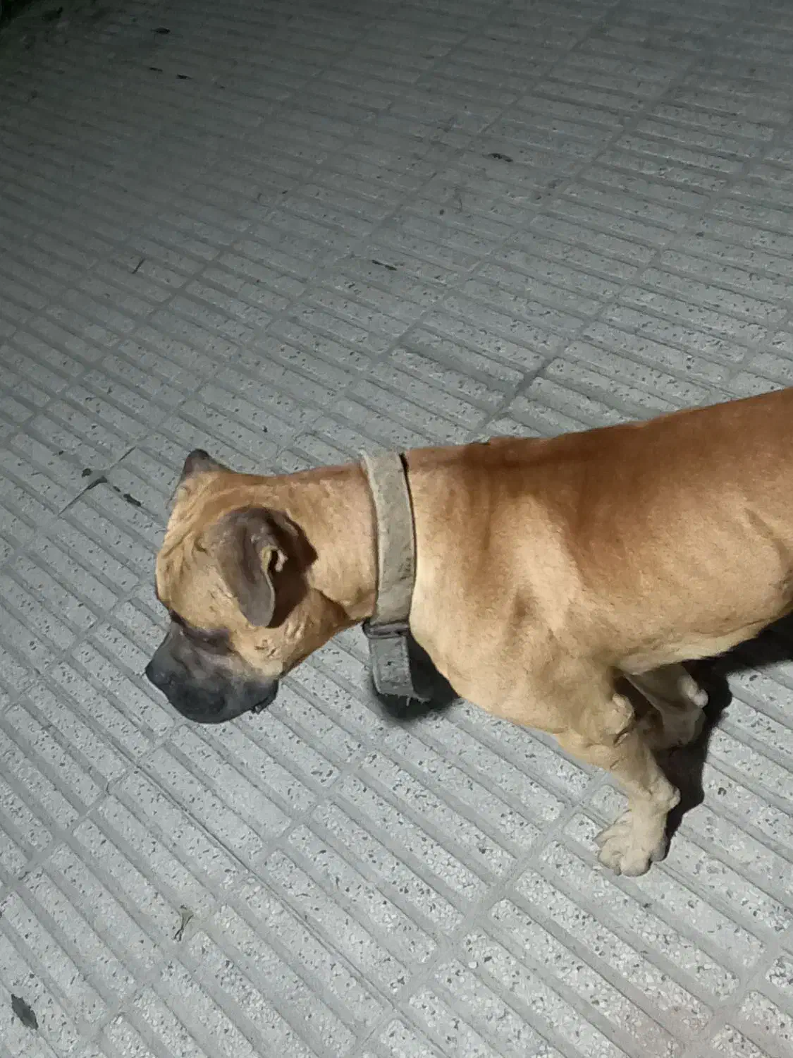 سگ باکسر|سگ|بابل, |دیوار