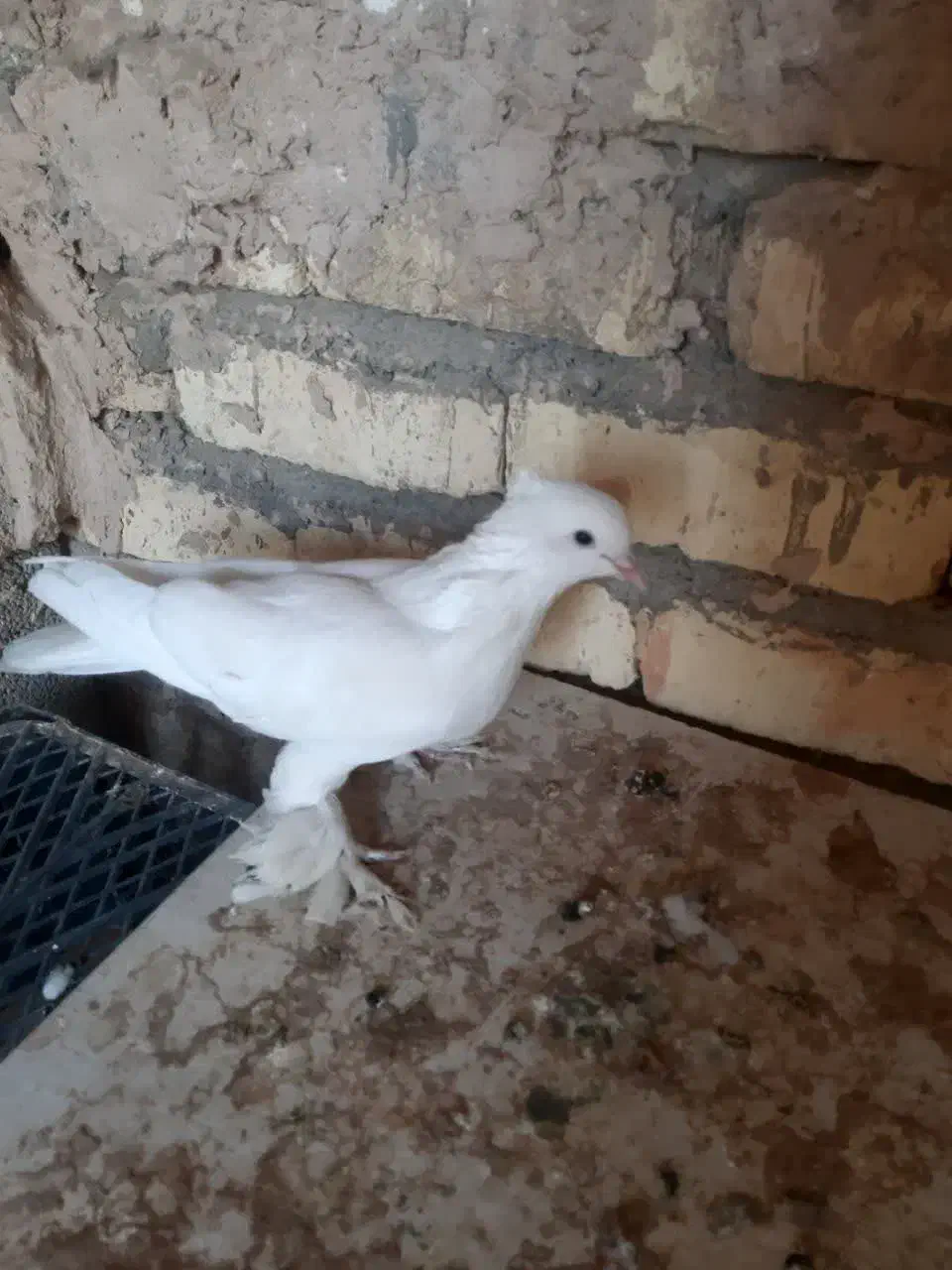 کفترنقش وصداکن|پرنده|خمینی‌شهر, |دیوار