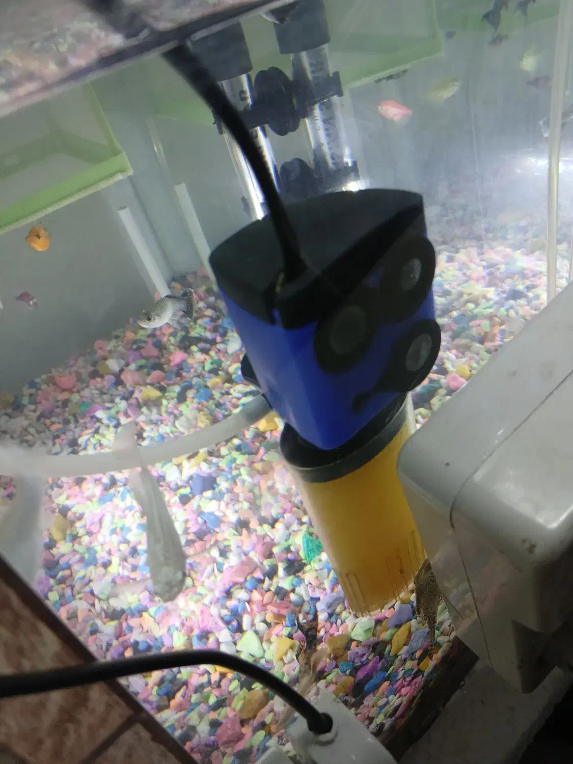 بچه ماهی گوپی|ماهی|شاهرود, |دیوار