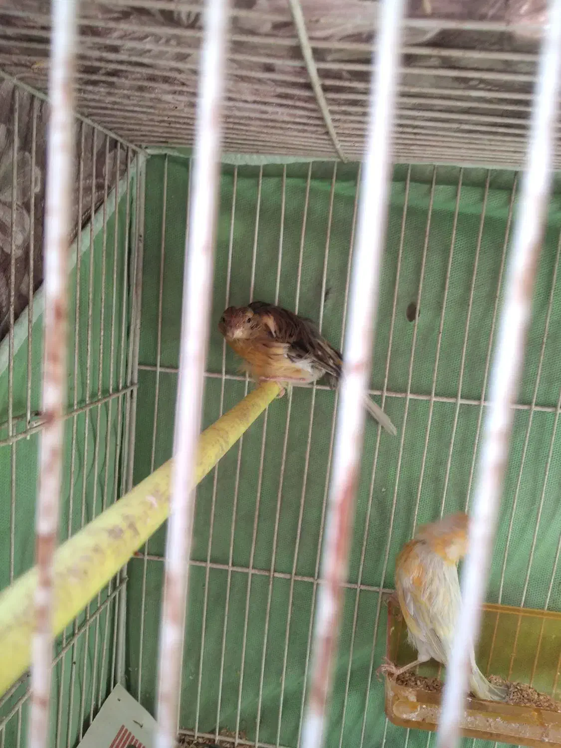 قناری|پرنده|مشهد, شهید قربانی|دیوار