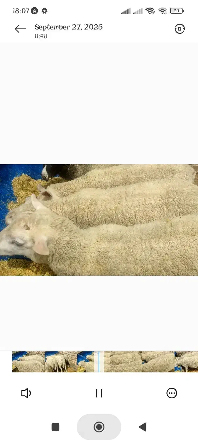 4 جفت بره نر و ماده رومن اصل به قیمت یه ماه پیش|حیوانات مزرعه|کرمان, |دیوار