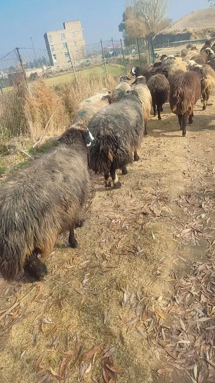 35راس گوسفندشیشک ابستن|حیوانات مزرعه|نالوس, |دیوار