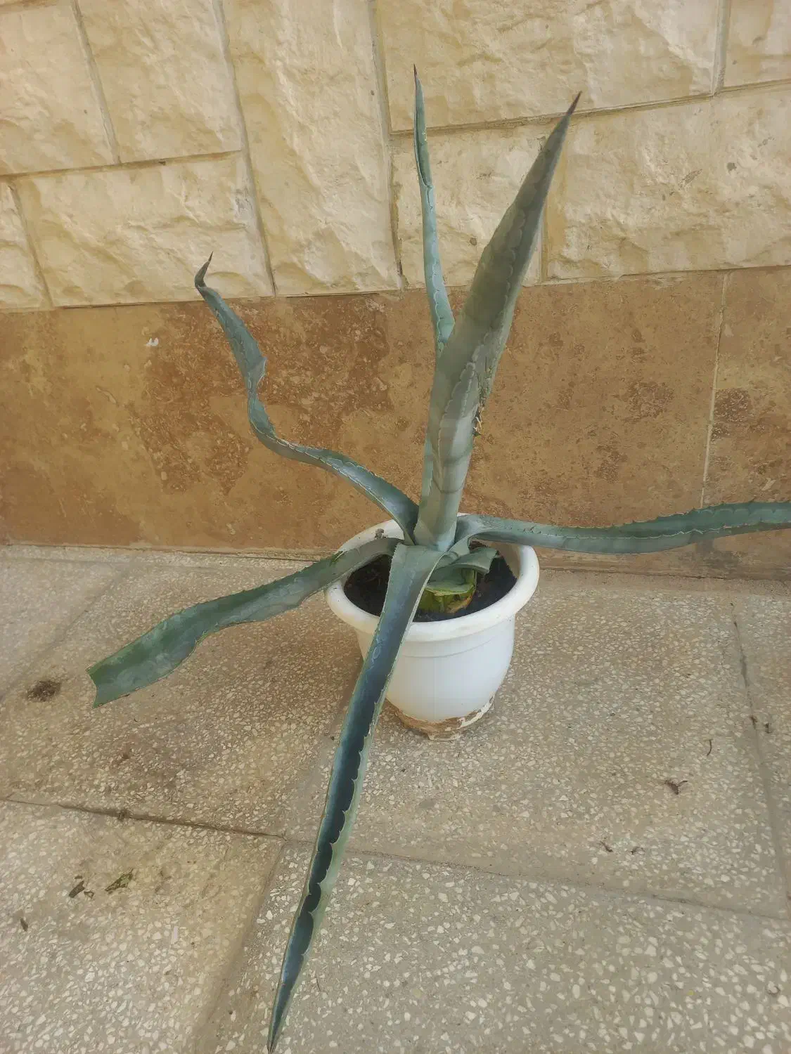 گلدان طبیعی|گل و گیاه طبیعی|سمنان, |دیوار