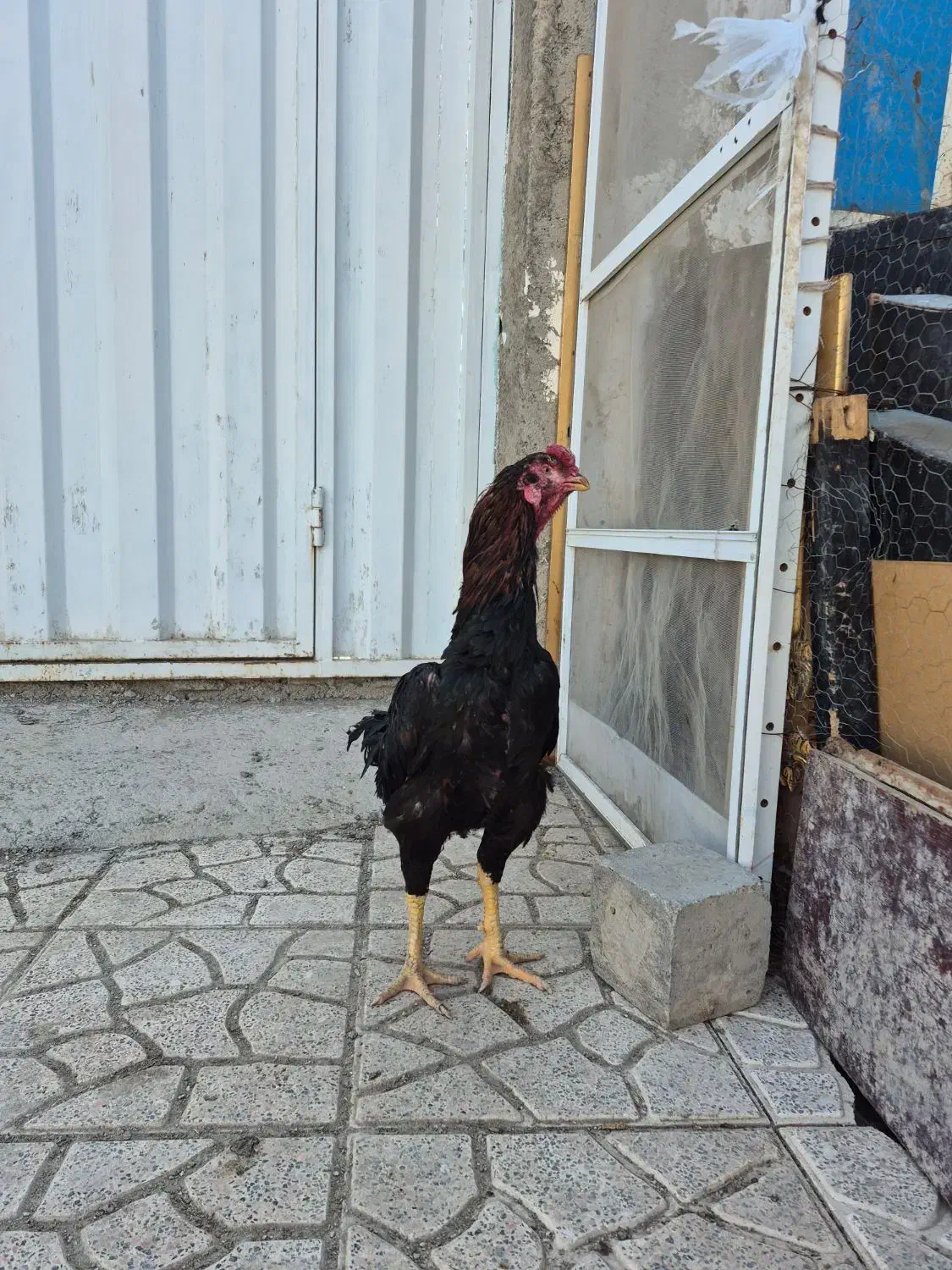 ۳ عدد خروس لاری|حیوانات مزرعه|ماهدشت, |دیوار