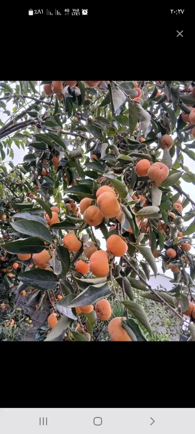 فروش خرمالو تازه|حراج|لنگرود, |دیوار