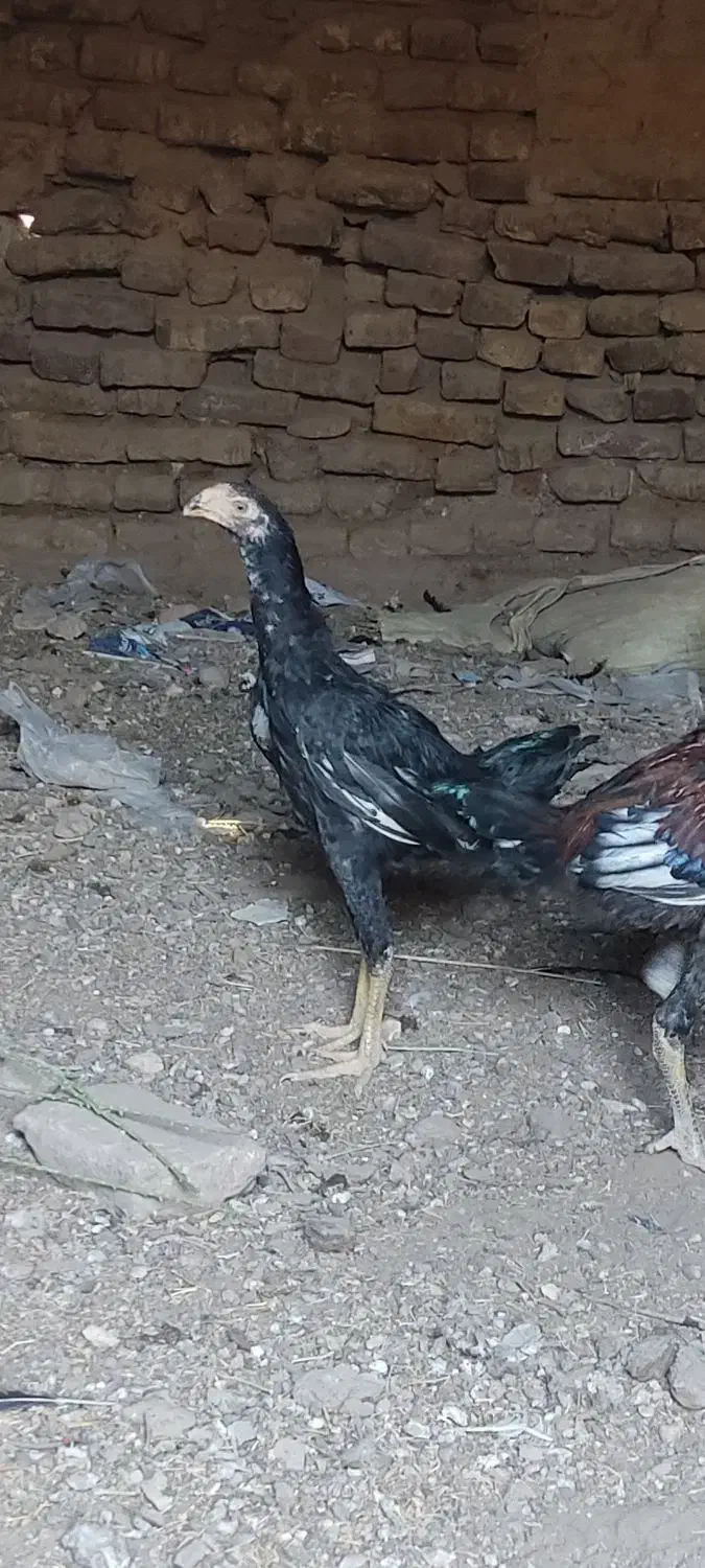 جوجه خروس لاری نوک طوطی چشم سفید فروشی|پرنده|قائن, |دیوار