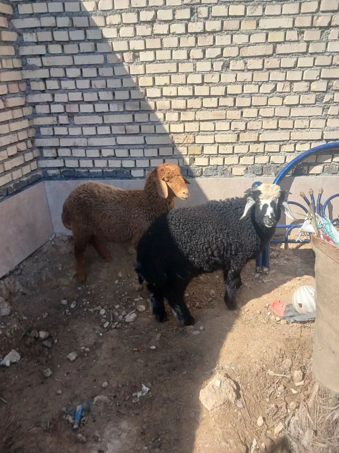 بره نر|حیوانات مزرعه|شادگان, |دیوار