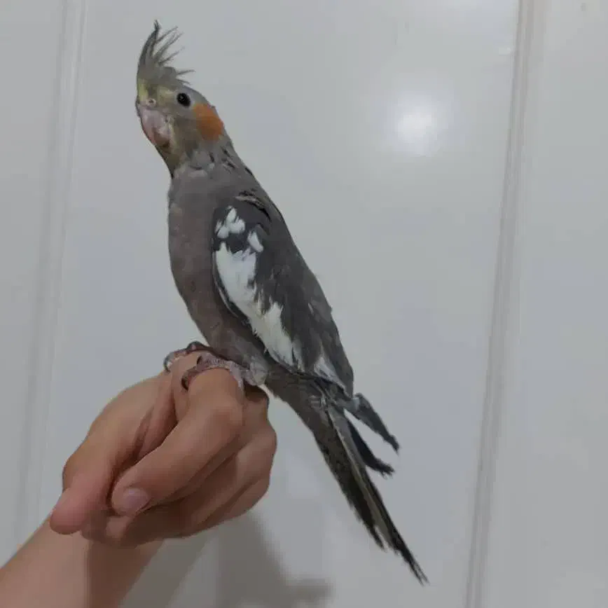 چهارعددعروس هلندی|پرنده|تهران, تهرانسر شمالی|دیوار