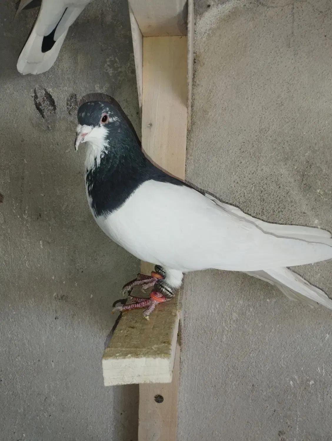 شهری خوب|پرنده|شیراز, شهرک بهار|دیوار