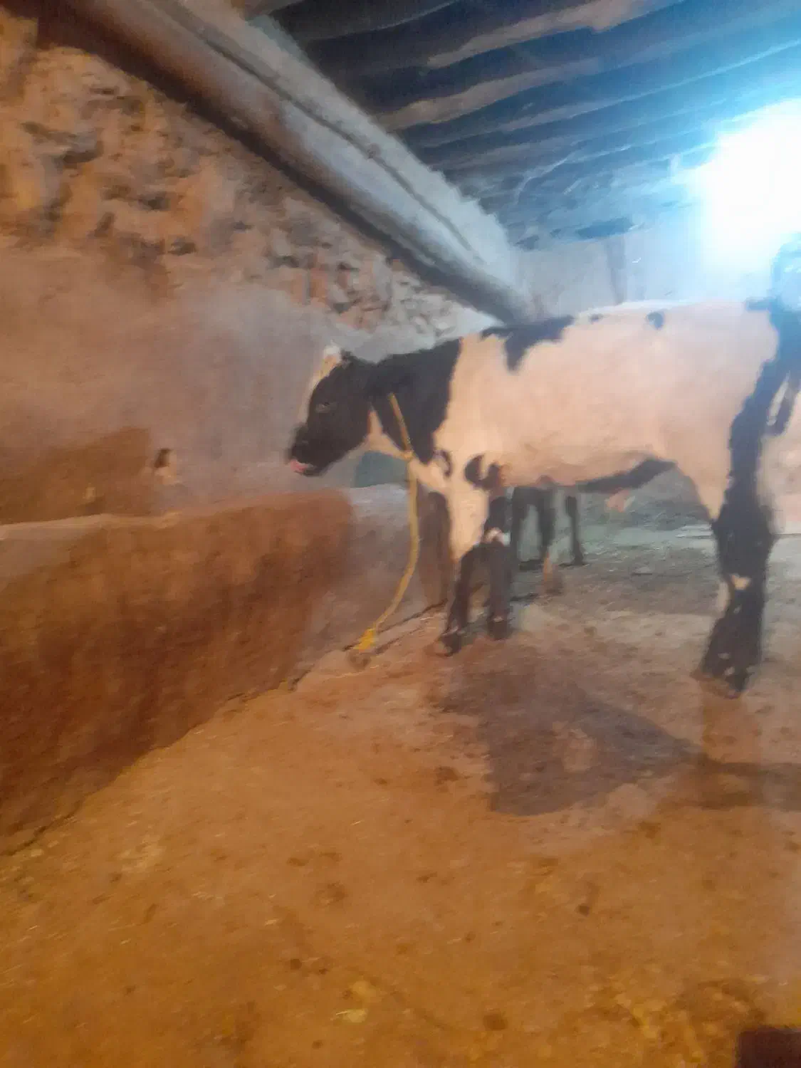 گاو گوساله|حیوانات مزرعه|خرمدره, |دیوار