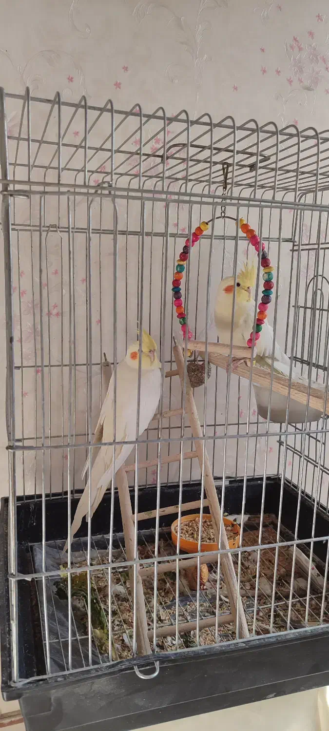 عروس هلندی|پرنده|ری, علایین|دیوار