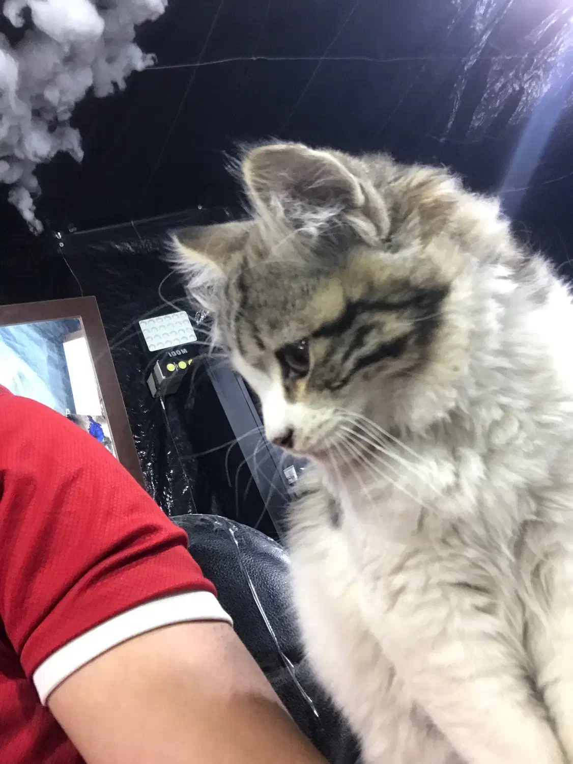 واگذاری رایگان|گربه|نمین, |دیوار