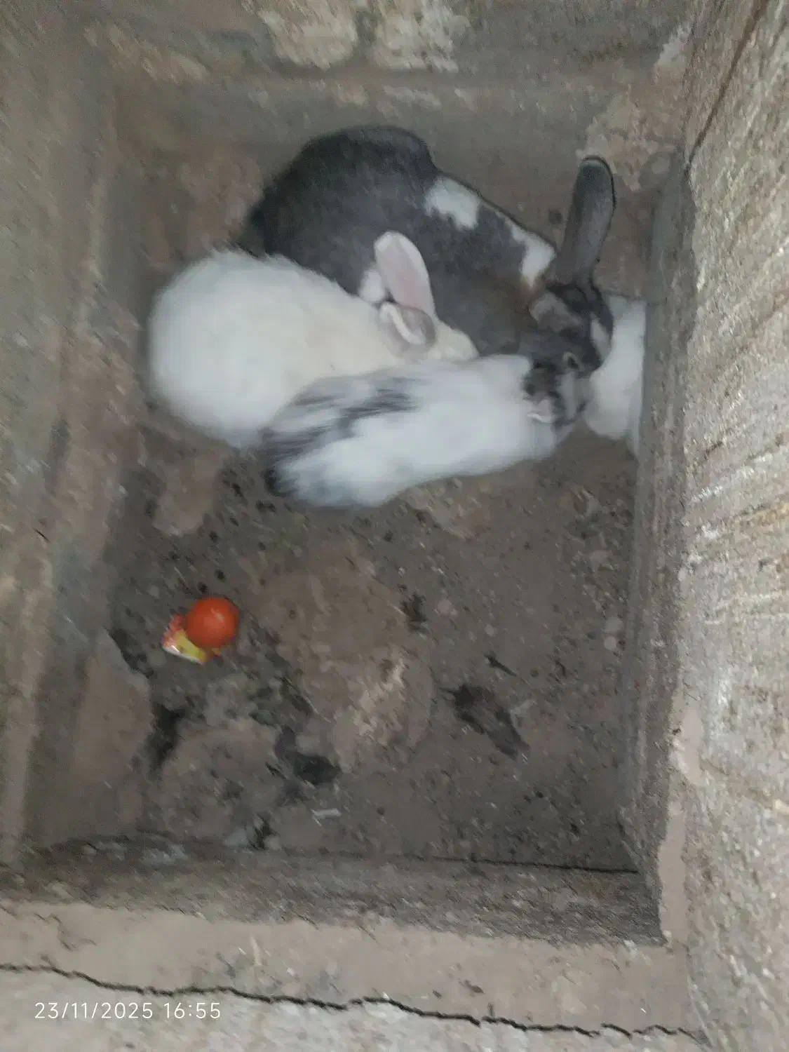 خرگوش|موش و خرگوش|بیرجند, |دیوار