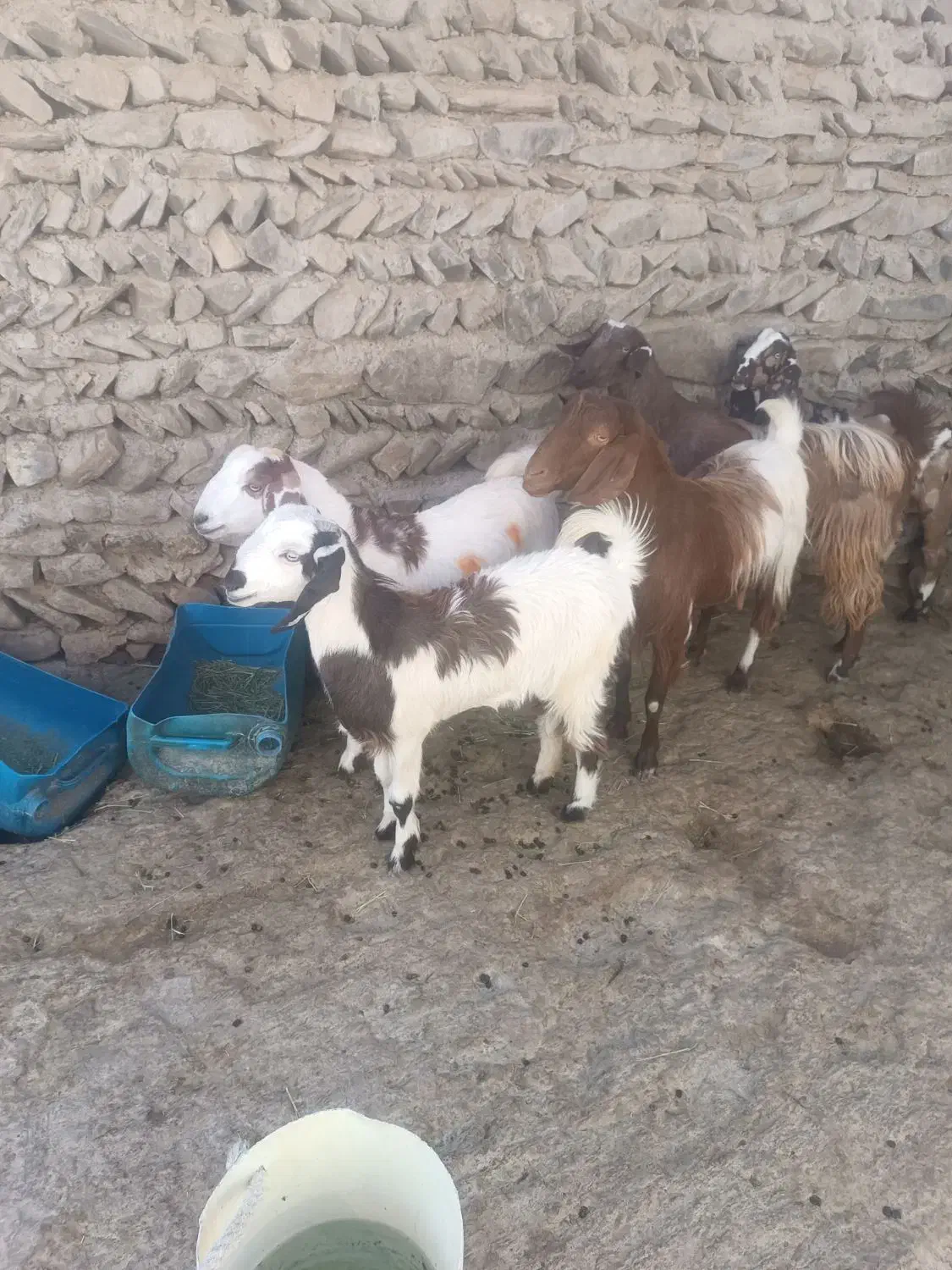 گوسفند برای مالداری|حیوانات مزرعه|سراوان, |دیوار