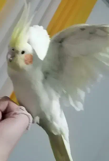 عروس هلندی لوتینو|پرنده|برخوار, |دیوار