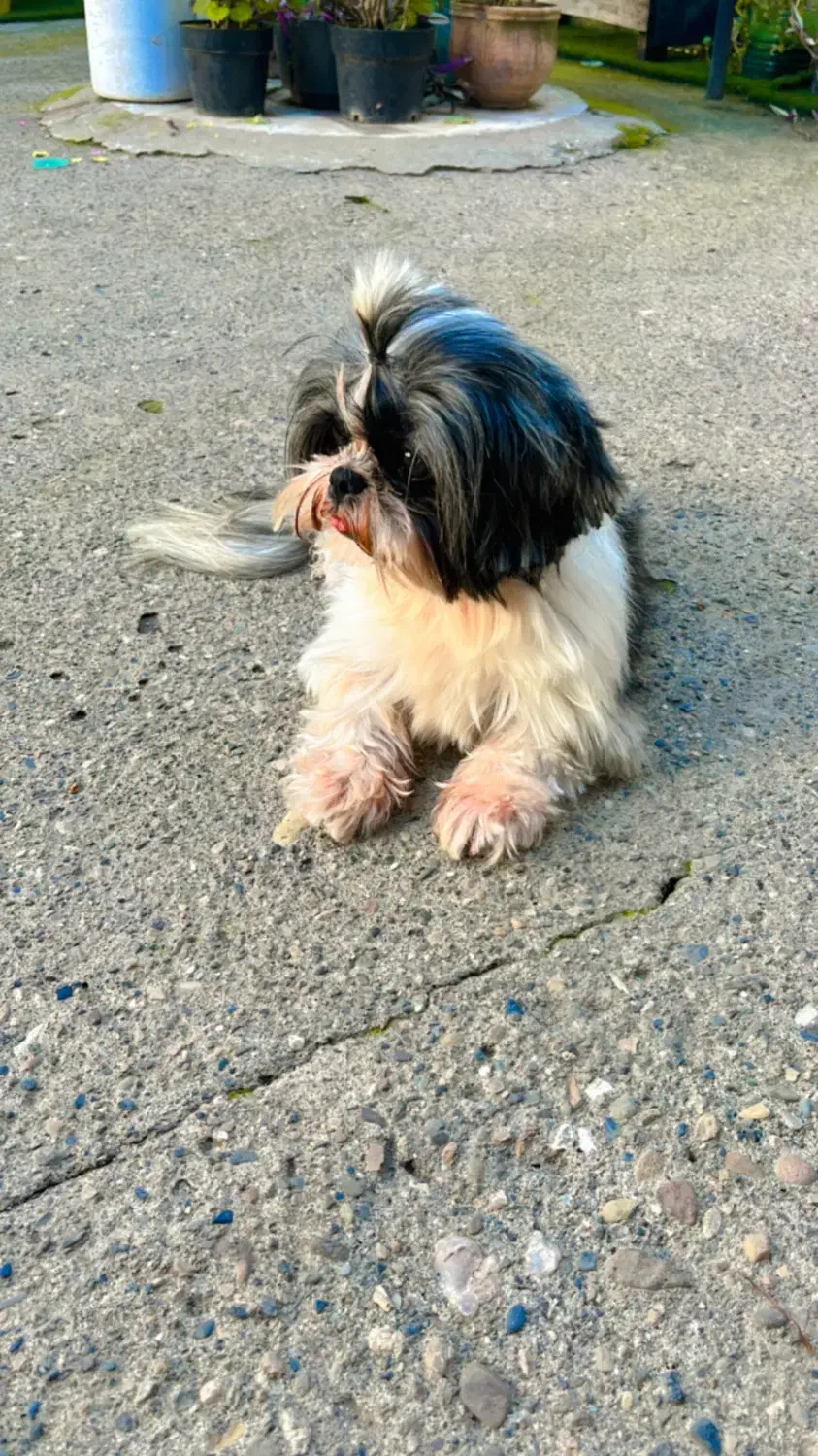 شیتزو عروسکی ماده|سگ|رشت, گلسار|دیوار