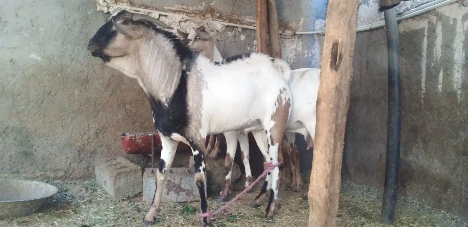 فروش نری سومال|حیوانات مزرعه|رویدر, |دیوار