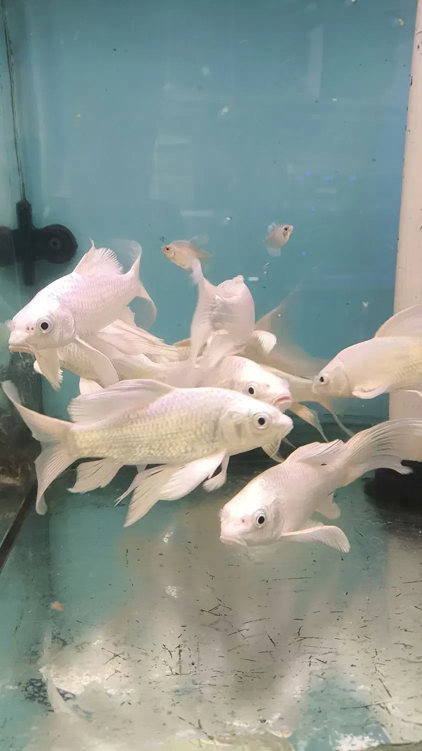 کوی مایان و پلاتینیوم و بقیه نژاد ها|ماهی|فولادشهر, B4|دیوار