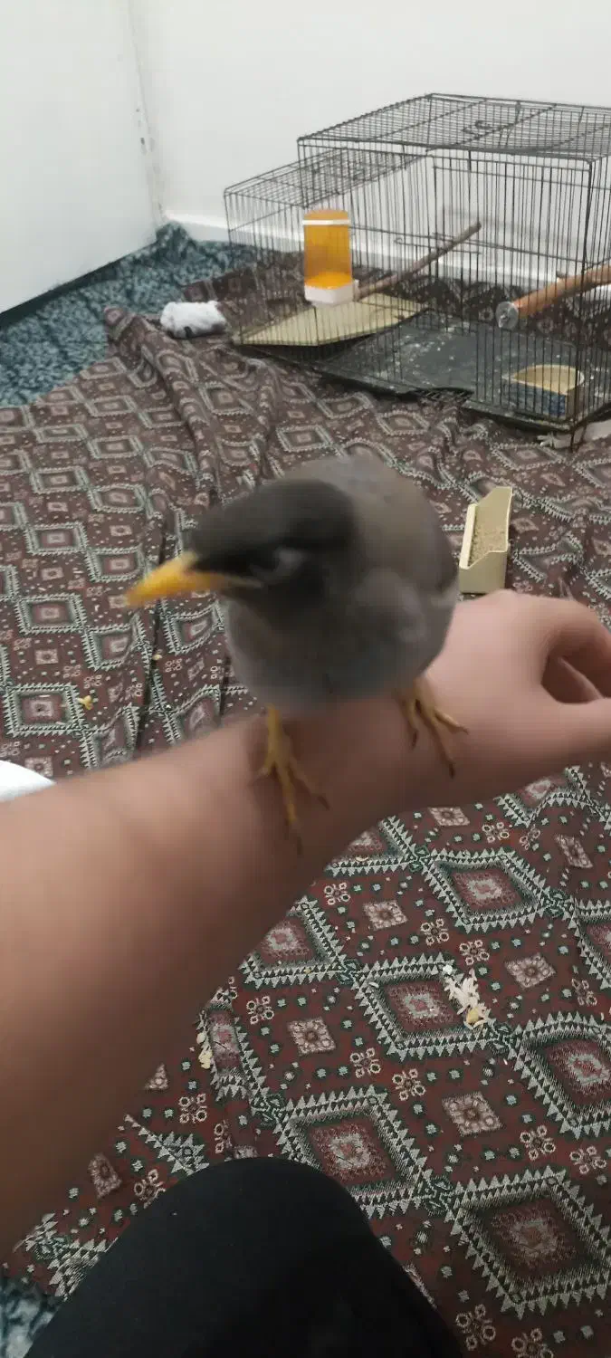 مرغ مینا رام|پرنده|ری, دولتآباد|دیوار