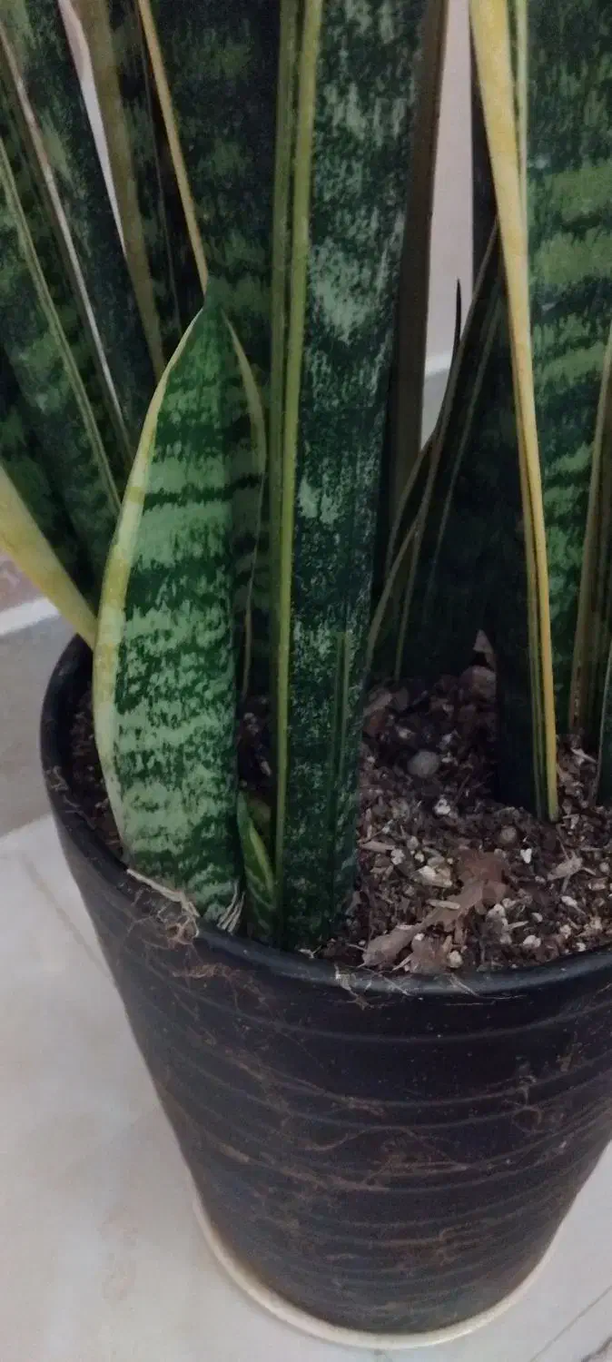 گل سانسوریا|گل و گیاه طبیعی|مشهد, شهرک بهارستان|دیوار