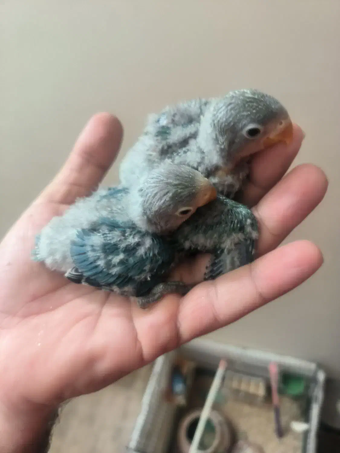 کوتوله سرلاکی|پرنده|بیرجند, |دیوار