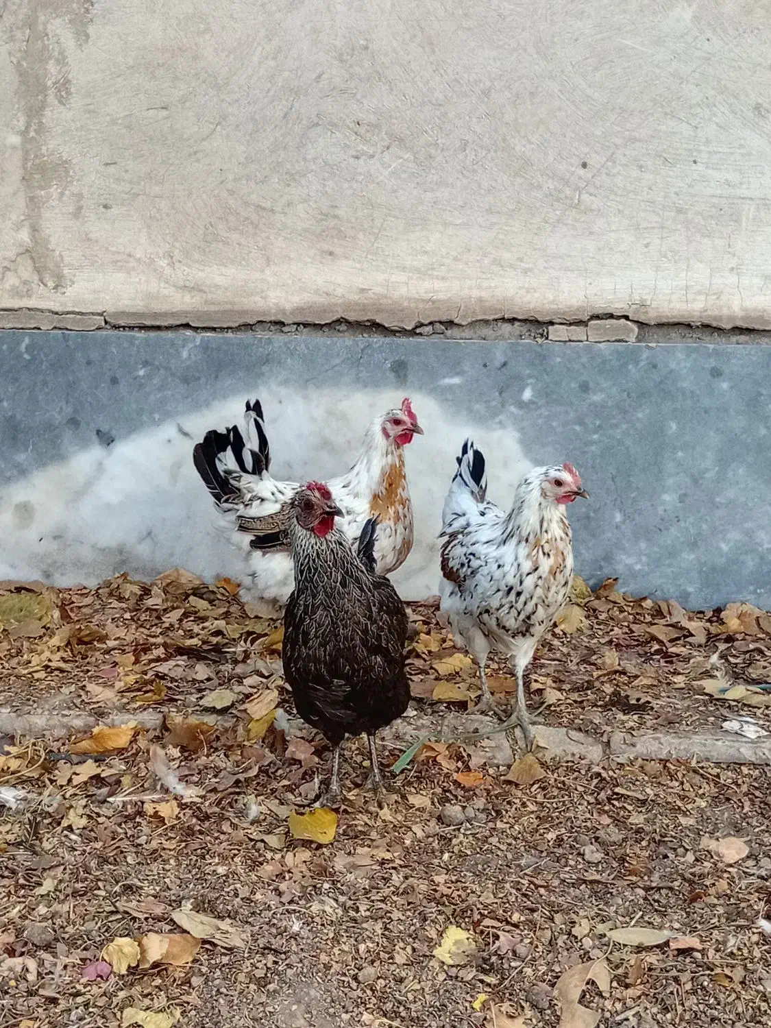 مرغ و بوقلمون|پرنده|اردبیل, |دیوار