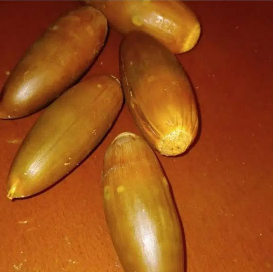 بلوط فروشی 2 تن|لوازم جانبی حیوانات|ناغان, |دیوار