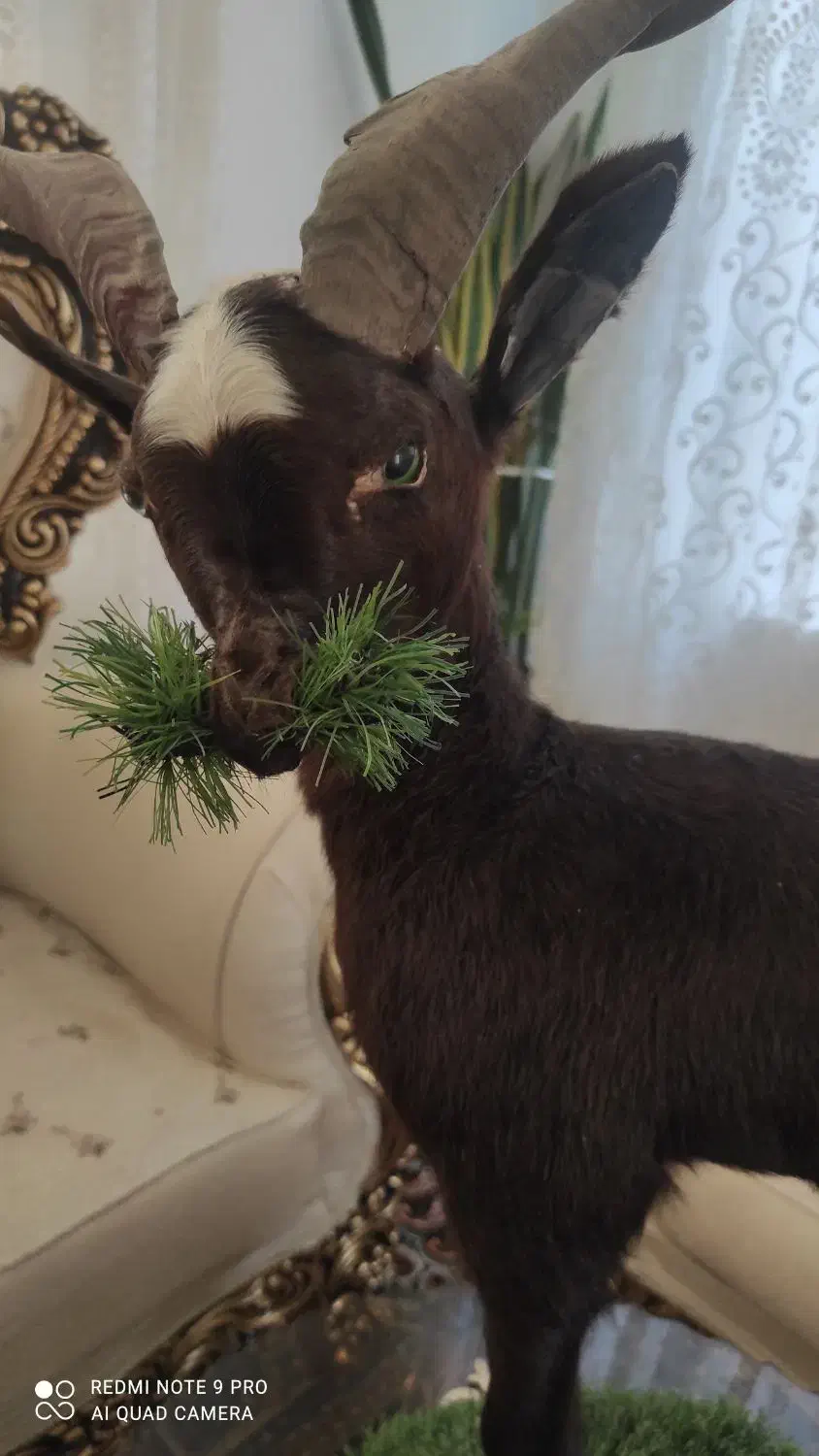 هفت سین|صنایع دستی و سایر لوازم تزئینی|مشهد, آبکوه|دیوار