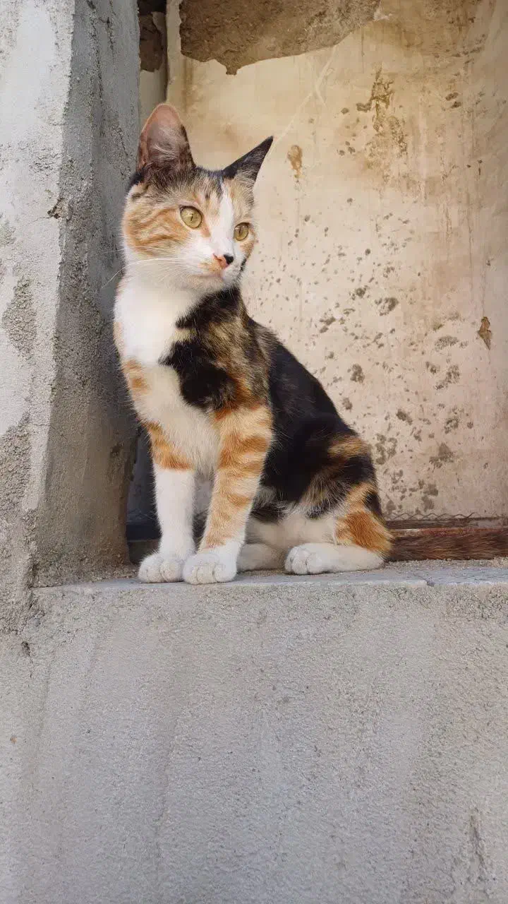 گمشده گمشده مژدگانی ۲۰میلیونی|گربه|بروجرد, |دیوار