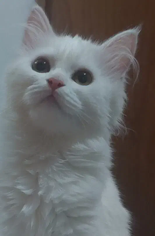 گربه سفید اشرافی|گربه|بابل, |دیوار
