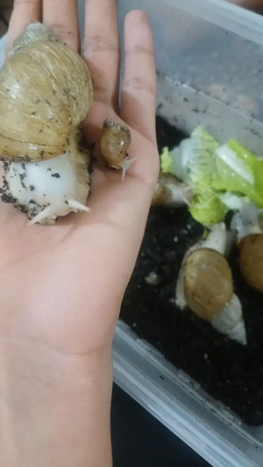 حلزون|خزنده|رباط‌کریم, رباط‌کریم|دیوار