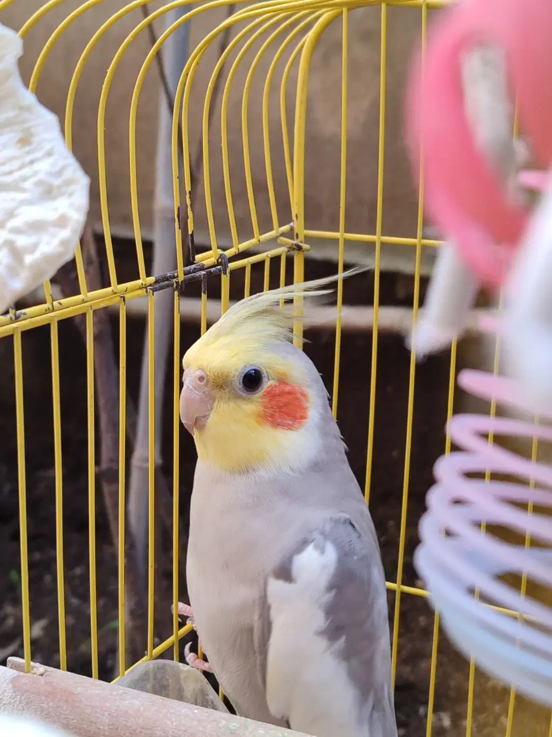 فروش عروس هلندی|پرنده|لاهیجان, رجایی|دیوار