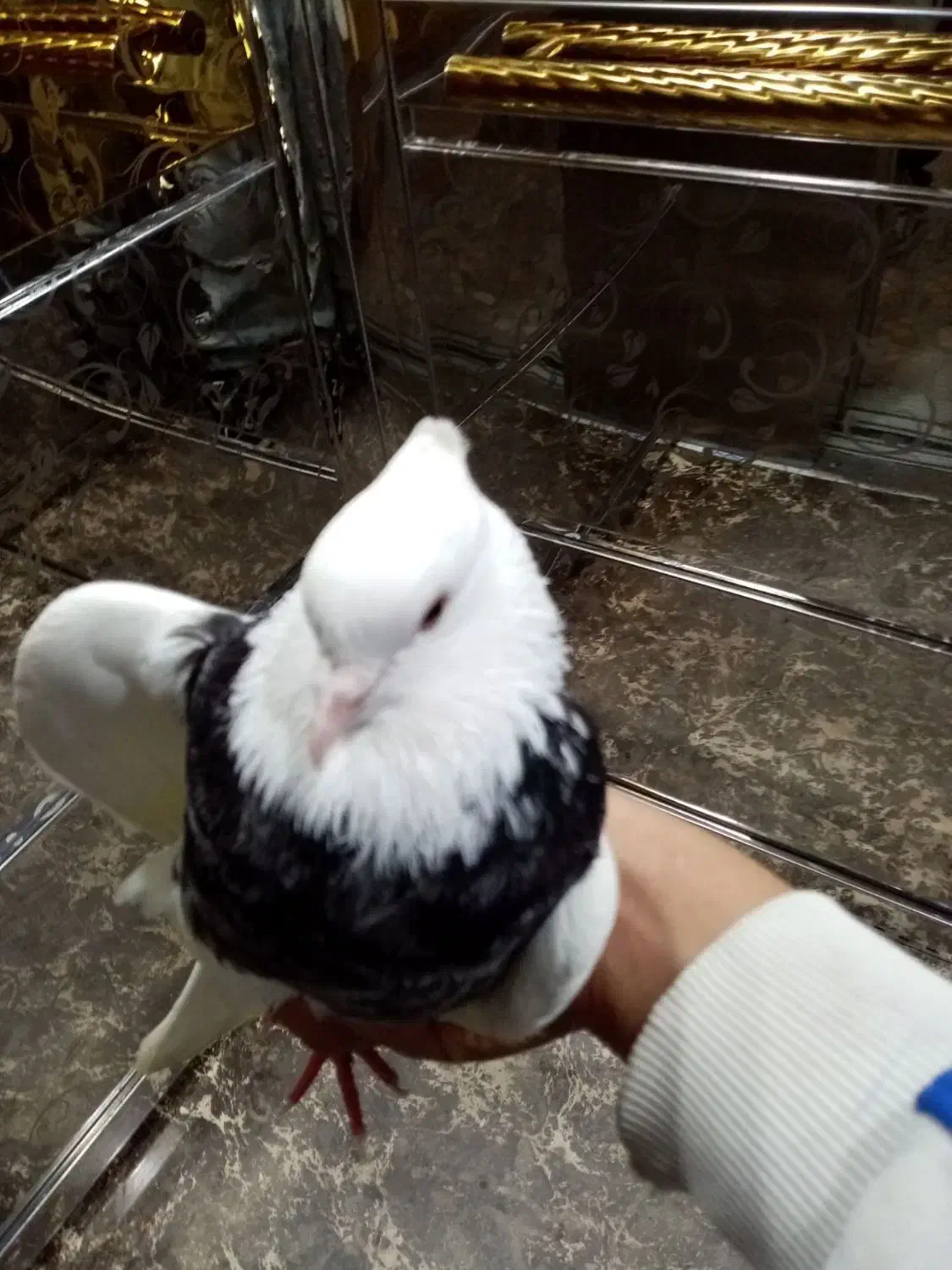 کبوتر طوقی|پرنده|دهگلان, |دیوار