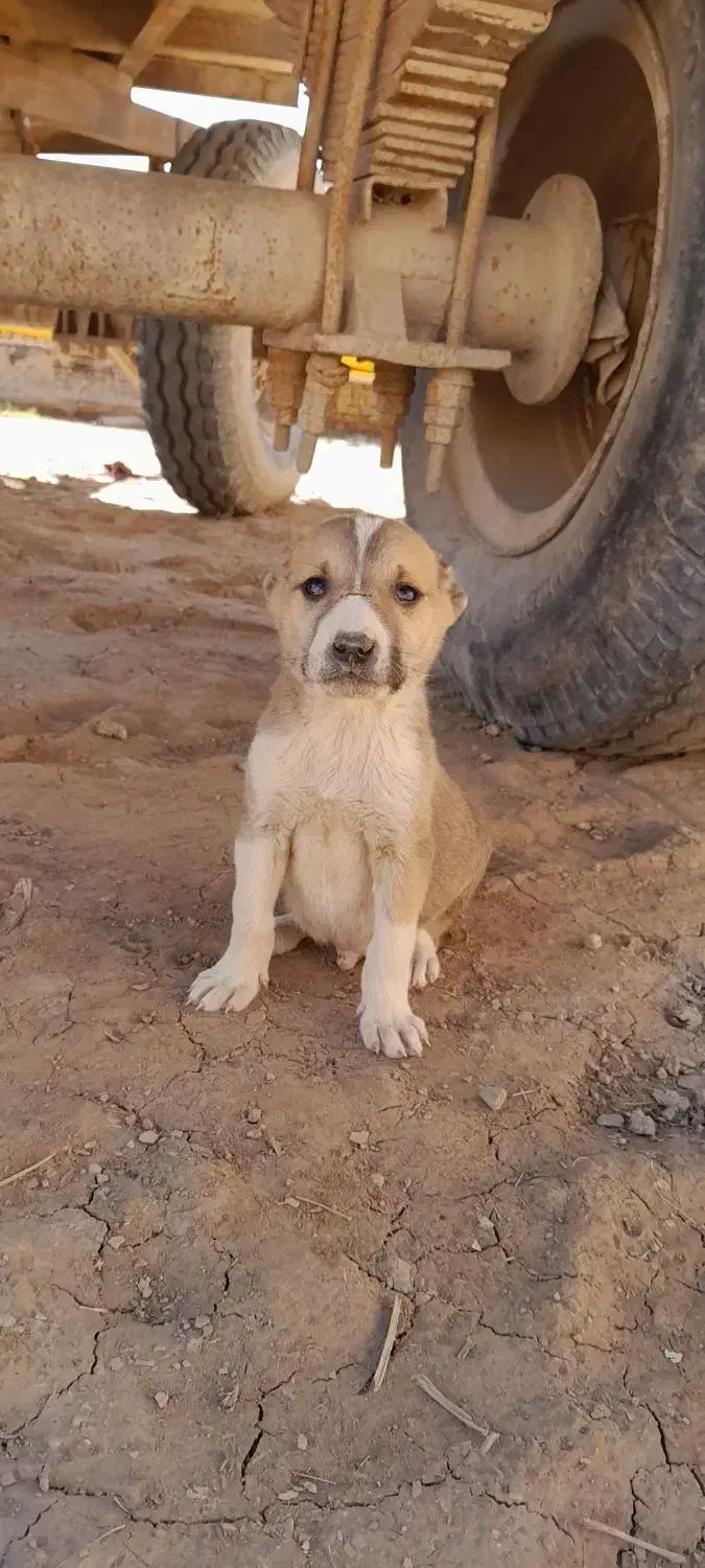 توله سگ|سگ|چناران, |دیوار