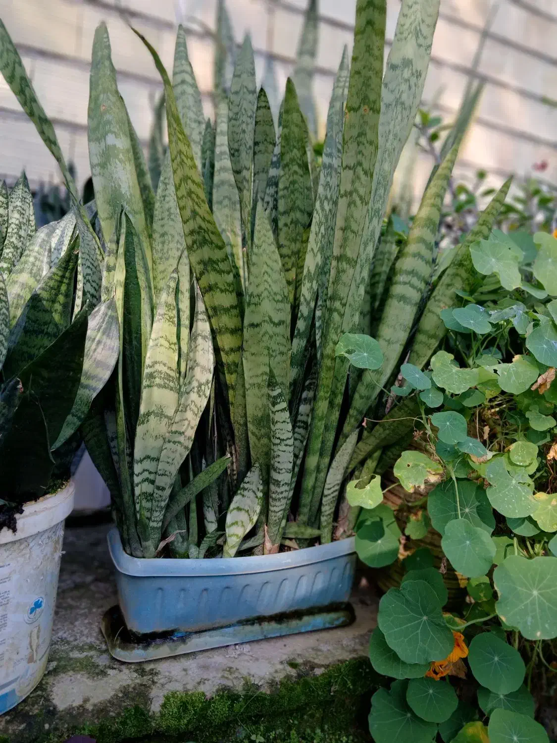 گل سانسوریا در ابعاد وقیمت های مختلف|گل و گیاه طبیعی|طاهرگوراب, |دیوار