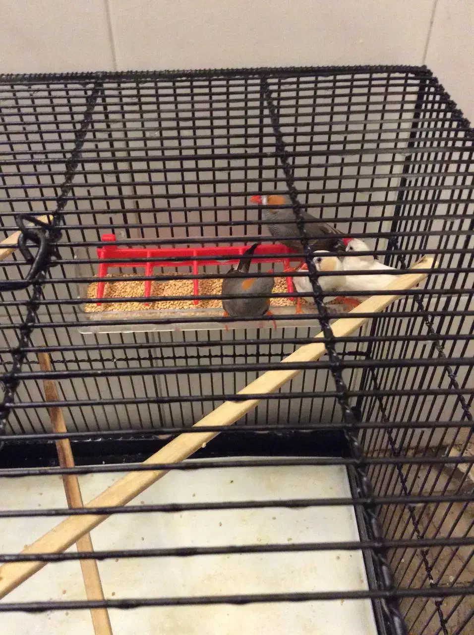 4 عدد فنچ نر با قفس سایز بزرگ|پرنده|تهران, پاسداران|دیوار