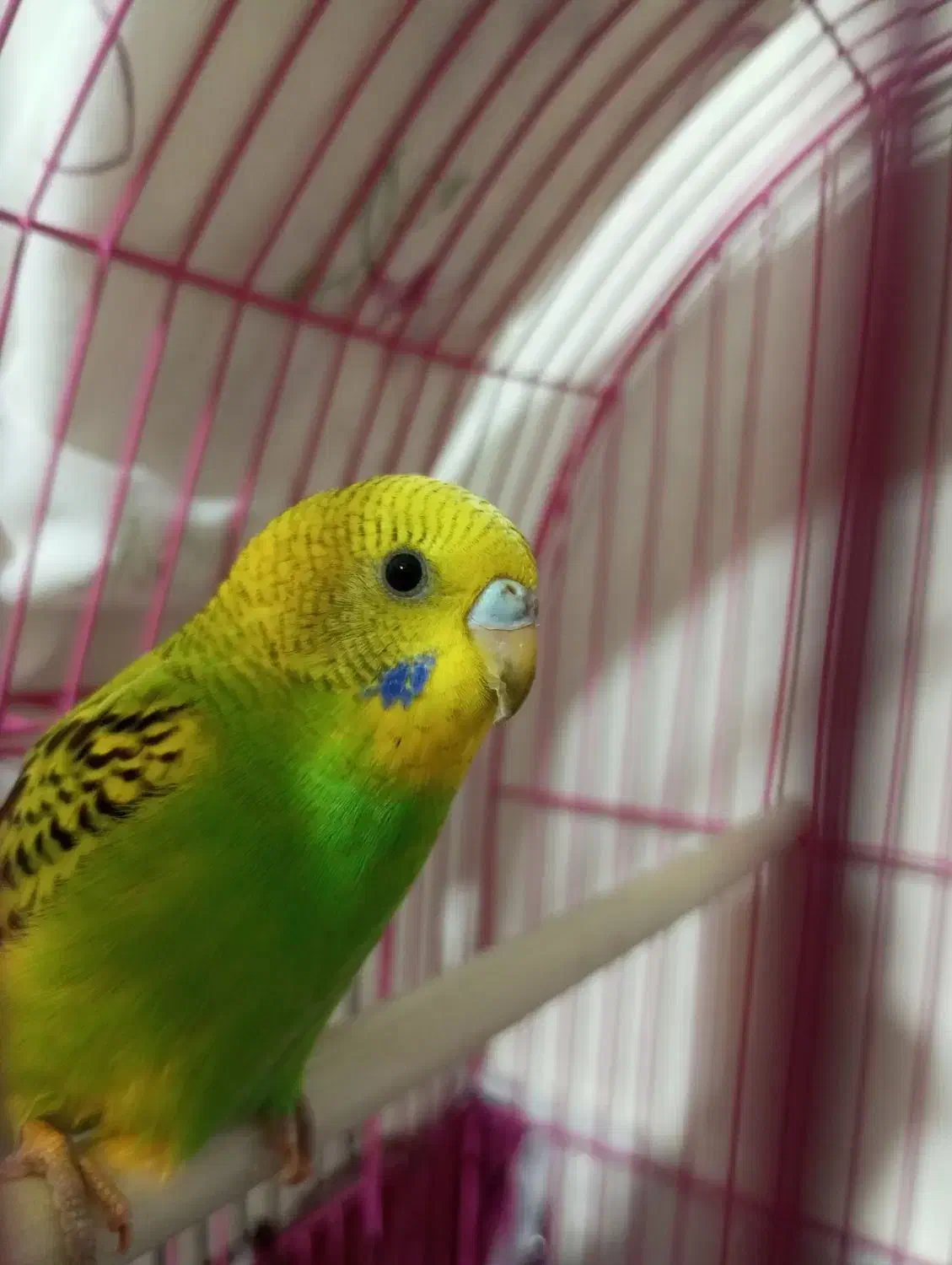 مرغ عشق نر|پرنده|مهاباد (آذربایجان غربی), |دیوار