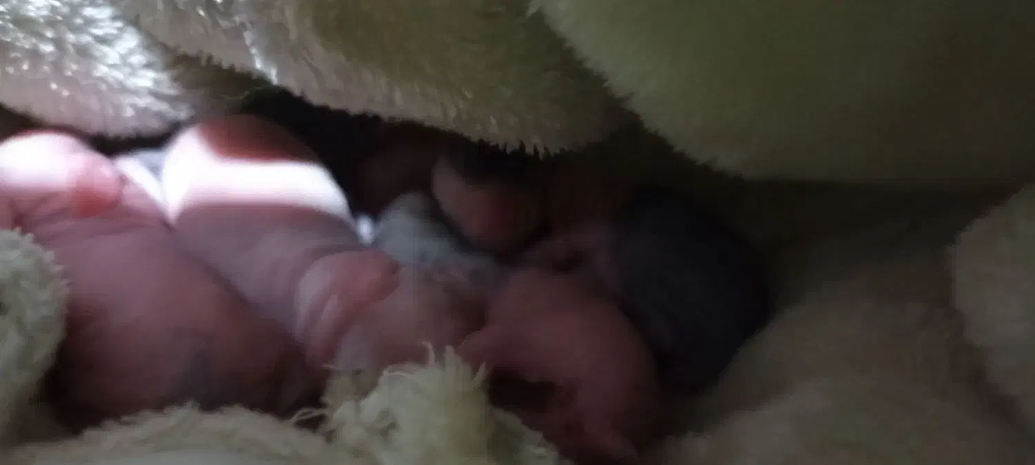 شش عدد بچه خرگوش یک روزه به همراه مادرشان|موش و خرگوش|بوشهر, |دیوار