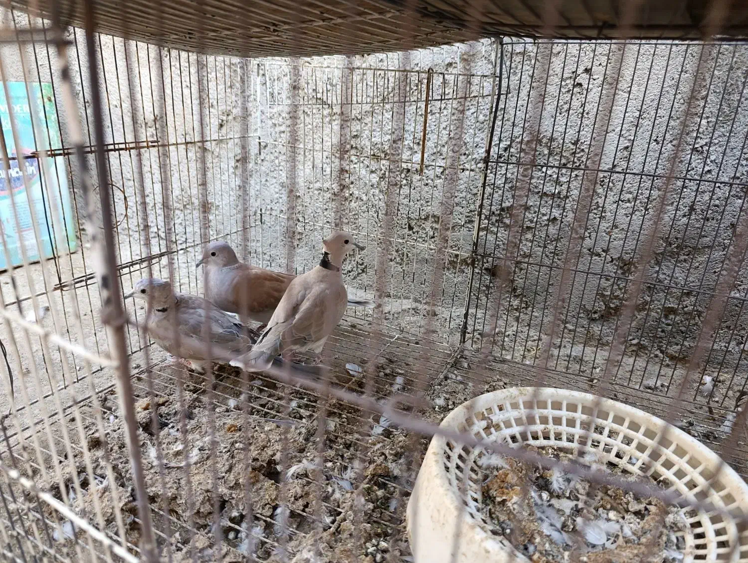 کبوتر خانگی بور ابادانی|پرنده|جیرفت, |دیوار