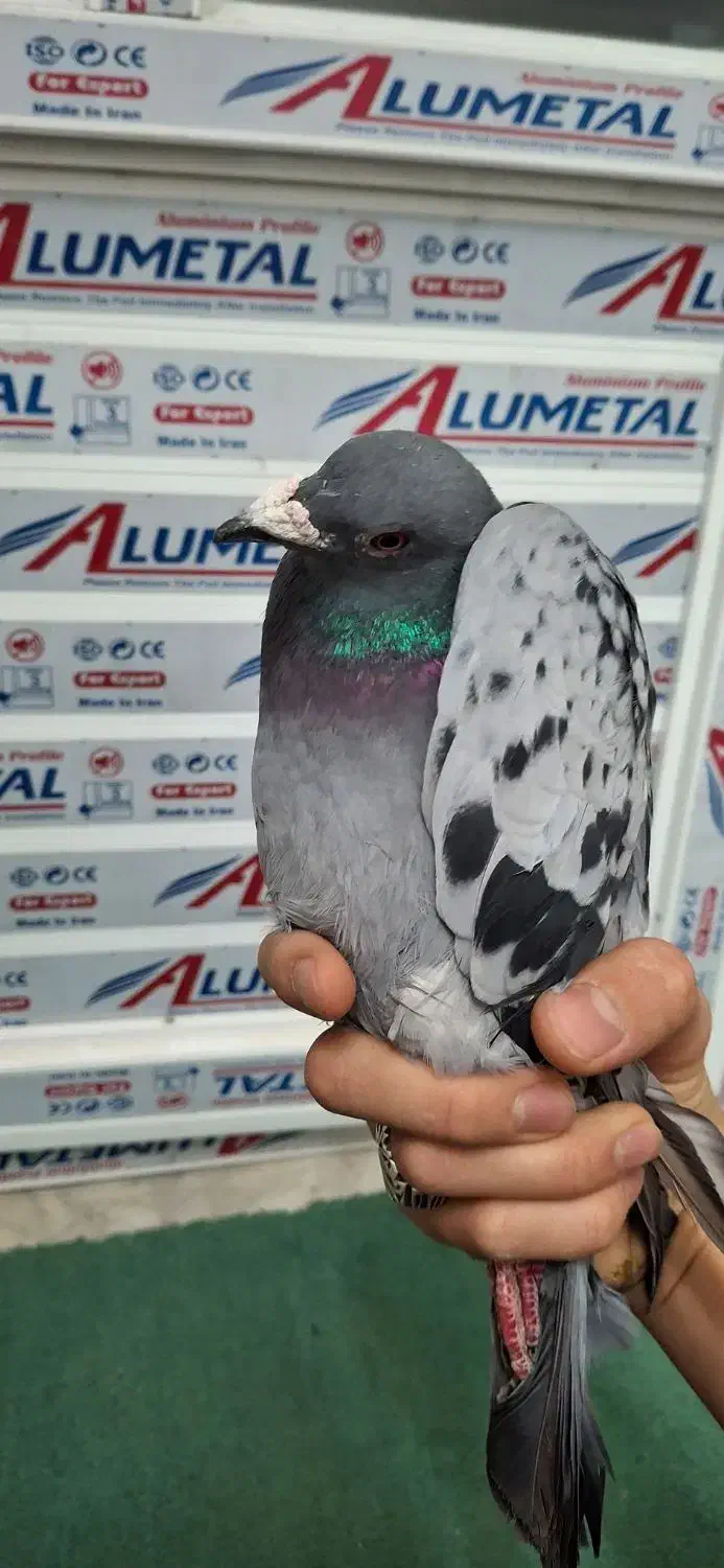 کفتر|پرنده|اردکان, |دیوار